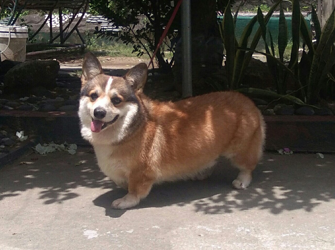 El doggo